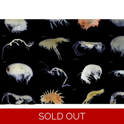 subscription for copepods